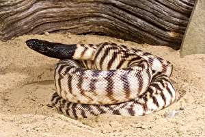 Black-headed Python, Aspidites melanocephalus, native to australia Black-headed Python, Aspidites melanocephalus, native to australia