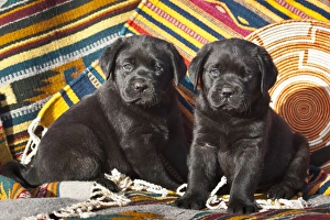 Two Black Labrador Retriever puppies sitting on Southwestern blankets Two Black Labrador Retriever puppies sitting on Southwestern blankets