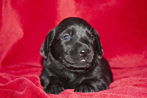 A Black Labrador Retriever puppy lying on a red blanket A Black Labrador Retriever puppy lying on a red blanket