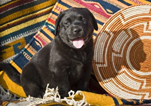 A Black Labrador Retriever puppy sitting on Southwestern blankets A Black Labrador Retriever puppy sitting on Southwestern blankets