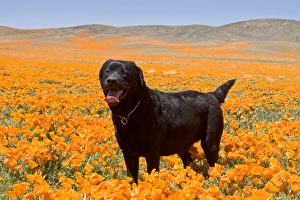 Black Labrador Retriever standing in a field of poppies at Antelope Valley California Black Labrador Retriever standing in a field of poppies at Antelope Valley California