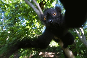 Tropical Rainforest Creatures Prints: Black Lemur (Eulemur macaco macaco), male and female, Lokobe Nature Special Reserve