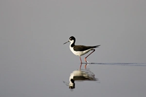 Black necked stilt searches for food in shallow water of Mann Lake in southeastern Oregon Black necked stilt searches for food in shallow water of Mann Lake in southeastern Oregon