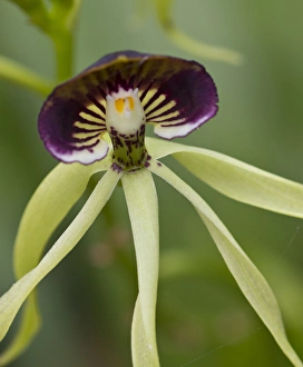 Black orchid (Prosthecea cochleata), the national flower of Belize Black orchid (Prosthecea cochleata), the national flower of Belize