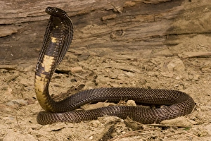 Black Pakistani Cobra, Naja naja karachiensis, with hood open and ready to strike Black Pakistani Cobra, Naja naja karachiensis, with hood open and ready to strike
