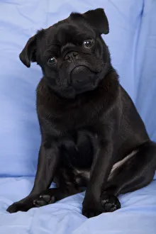 Black Pug sitting on a sofa with his head tilted in a questioning look. (PR) Black Pug sitting on a sofa with his head tilted in a questioning look. (PR)