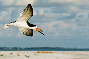 Black Skimmer Bird Flying close to photographer on beach in Florida Black Skimmer Bird Flying close to photographer on beach in Florida