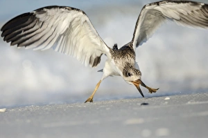 Black Skimmer fledgling practicing skimming along shore, Rynchops niger, Gulf of Mexico Black Skimmer fledgling practicing skimming along shore, Rynchops niger, Gulf of Mexico