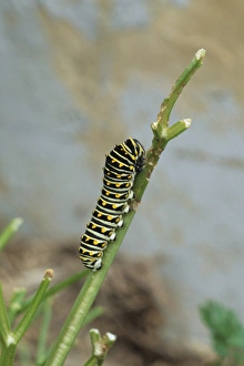 Black Swallowtail (Papilio polyxenes) larva on parsley Marion Co. IL Black Swallowtail (Papilio polyxenes) larva on parsley Marion Co. IL