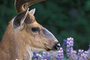black-tailed deer, Odocoileus heimonus, buck resting in a field of lupine wildflowers black-tailed deer, Odocoileus heimonus, buck resting in a field of lupine wildflowers