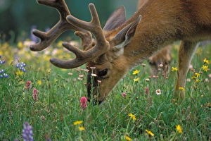 black-tailed deer, Odocoileus hemionus, buck grazing in a subalpine meadow of wildflowers black-tailed deer, Odocoileus hemionus, buck grazing in a subalpine meadow of wildflowers