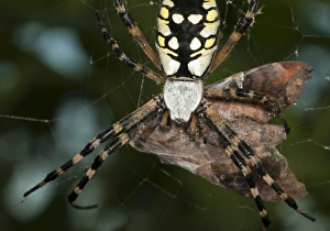 Black & Yellow Argiope spider with captured prey, Argiope aurantia, central Florida Black & Yellow Argiope spider with captured prey, Argiope aurantia, central Florida