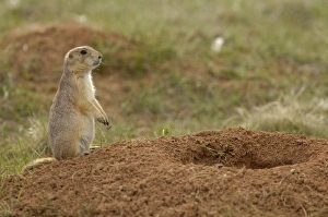 Blacktail Prairie Dogs (Cynomys ludovicianus) Devils Tower National Monument Blacktail Prairie Dogs (Cynomys ludovicianus) Devils Tower National Monument