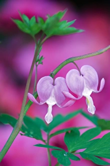 Bleeding Hearts Connecting In Garden. Credit as: Nancy Rotenberg / Jaynes Gallery Bleeding Hearts Connecting In Garden. Credit as: Nancy Rotenberg / Jaynes Gallery