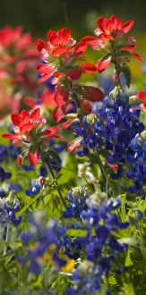 Blue Bonnets and Indian Paint Brush Texas Hill Country Blue Bonnets and Indian Paint Brush Texas Hill Country