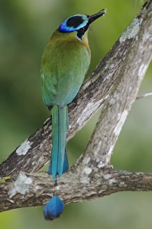 Blue-crowned Motmot, Momotus momota, adult with insect prey, Central Valley, Costa Rica Blue-crowned Motmot, Momotus momota, adult with insect prey, Central Valley, Costa Rica