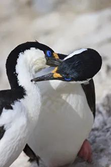 Blue-eyed shag family, Paulet Island, Antarctica Blue-eyed shag family, Paulet Island, Antarctica
