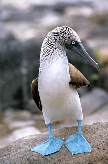 Blue-footed booby Isla Espanola, Galapagos Islands, Ecuador, South America Blue-footed booby Isla Espanola, Galapagos Islands, Ecuador, South America