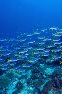 Blue-Gold Fusiliers (Caesio teres). Indonesia, Raja Ampat region of Papua (formerly Blue-Gold Fusiliers (Caesio teres). Indonesia, Raja Ampat region of Papua (formerly