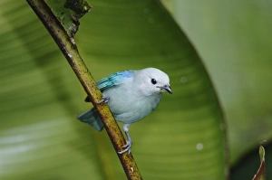 Blue-gray Tanager, Thraupis episcopus, adult perched on banana plant, Central Valley Blue-gray Tanager, Thraupis episcopus, adult perched on banana plant, Central Valley