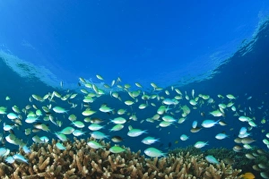 Blue-green Damselfish (Chromis viridis) near hard corals, Palau, Micronesia, Rock Islands Blue-green Damselfish (Chromis viridis) near hard corals, Palau, Micronesia, Rock Islands