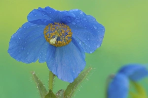 Blue Himalayan Poppy just after a rain in our garden Sammamish, Washington Blue Himalayan Poppy just after a rain in our garden Sammamish, Washington