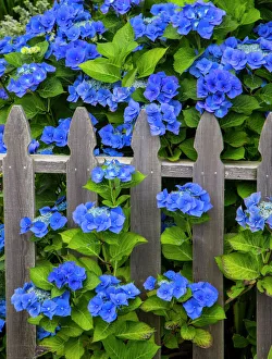 Blue hydrangea along fence garden. Cannon Beach, Oregon Blue hydrangea along fence garden. Cannon Beach, Oregon