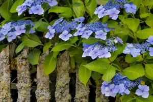 Blue hydrangea along fence gardens of Cannon Beach, Oregon Blue hydrangea along fence gardens of Cannon Beach, Oregon