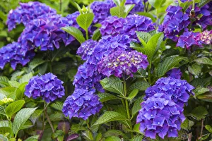 Blue hydrangea flowers in gardens of Cannon Beach, Oregon Blue hydrangea flowers in gardens of Cannon Beach, Oregon