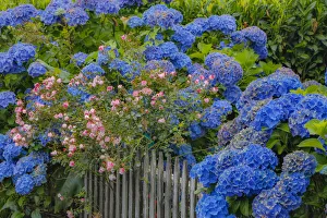 Blue hydrangea and Rose bush along fence gardens of Cannon Beach, Oregon Blue hydrangea and Rose bush along fence gardens of Cannon Beach, Oregon