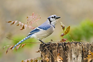 Blue Jay (Cyanocitta cristata) adult perched on log Blue Jay (Cyanocitta cristata) adult perched on log