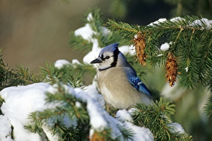 Blue Jay (Cyanocitta cristata) in spruce tree in winter, Marion Co, Illinois Blue Jay (Cyanocitta cristata) in spruce tree in winter, Marion Co, Illinois