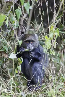 Blue Monkey Prints: Blue Monkey in Vines Print, Arusha National Park, Tanzania