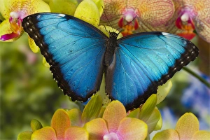 Blue Morpho Butterfly, Morpho peleides, on Orchid Blue Morpho Butterfly, Morpho peleides, on Orchid