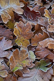 Blue oak leaves fallen and frosted in the morning near the Siskyou Pass in Northern California Blue oak leaves fallen and frosted in the morning near the Siskyou Pass in Northern California