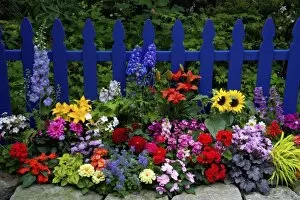 African Daisy Collection: Blue Picket Fence with flower garden gracing it Sammamish Washington and our garden