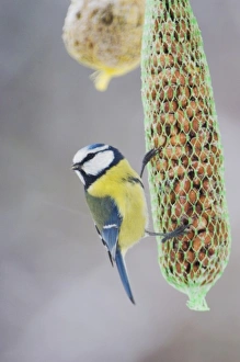 Blue Tit, Parus caeruleus, adult on feeder, Oberaegeri, Switzerland, Dezember Blue Tit, Parus caeruleus, adult on feeder, Oberaegeri, Switzerland, Dezember
