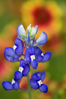 Bluebonnet, Lupinus texensis, Wildflowers, Hill Country, Brenham, Texas, USA Bluebonnet, Lupinus texensis, Wildflowers, Hill Country, Brenham, Texas, USA