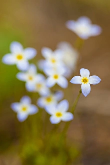 Bluets, Houstonia caerulea, in a Durham, New Hampshire forest Bluets, Houstonia caerulea, in a Durham, New Hampshire forest