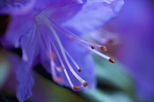 Bluish Purple small Rhododendron Bloom close-up, Sammamish Washington Bluish Purple small Rhododendron Bloom close-up, Sammamish Washington