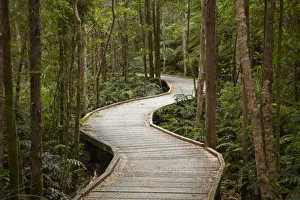 Tasmanian Wilderness Walks Prints: Boardwalk to Nelson
