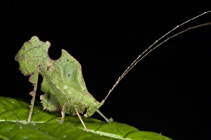 Bolivars Katydid (Typophyllum bolivari) Male, Yasuni National Park, Amazon Rainforest Bolivars Katydid (Typophyllum bolivari) Male, Yasuni National Park, Amazon Rainforest