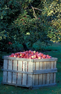 Bolton, MA. USA. A crate of apples at the Nicewicz Farm in Massachusetts Nashoba Bolton, MA. USA. A crate of apples at the Nicewicz Farm in Massachusetts Nashoba