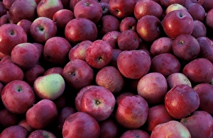 Bolton, MA. USA. Harvested apples at the Nicewicz Farm in Massachusetts Nashoba Bolton, MA. USA. Harvested apples at the Nicewicz Farm in Massachusetts Nashoba