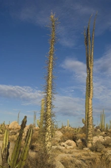 boojum, or cirio, trees, Fouquieria columnaris, in the desert on the Baja California boojum, or cirio, trees, Fouquieria columnaris, in the desert on the Baja California