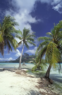 Bora Bora, French Polynesia Palm trees at shore Bora Bora, French Polynesia Palm trees at shore