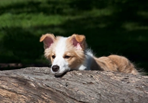 Apricot border sales collie