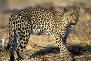 African Leopard Images Prints: Botswana, Moremi