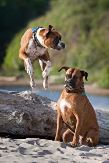 Two Boxers playing at Hendreys Beach in Santa Barbara California Two Boxers playing at Hendreys Beach in Santa Barbara California
