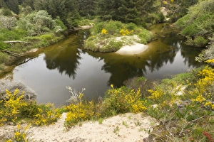 A brackish creek runs through the coastal dunes in Florence, Oregon A brackish creek runs through the coastal dunes in Florence, Oregon